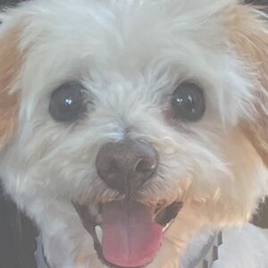 Meet your Posher, Lucy